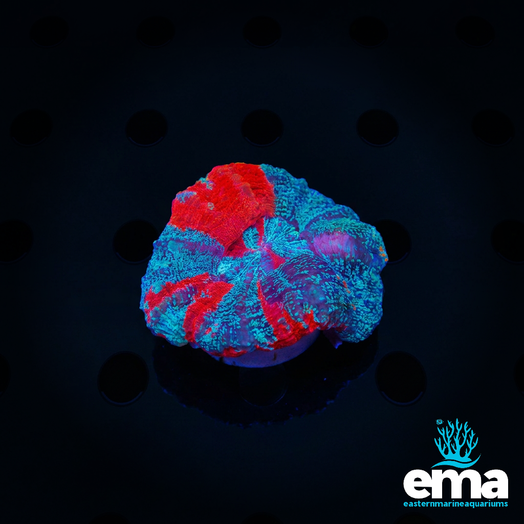 Speckled War Paint Morph Scolymia