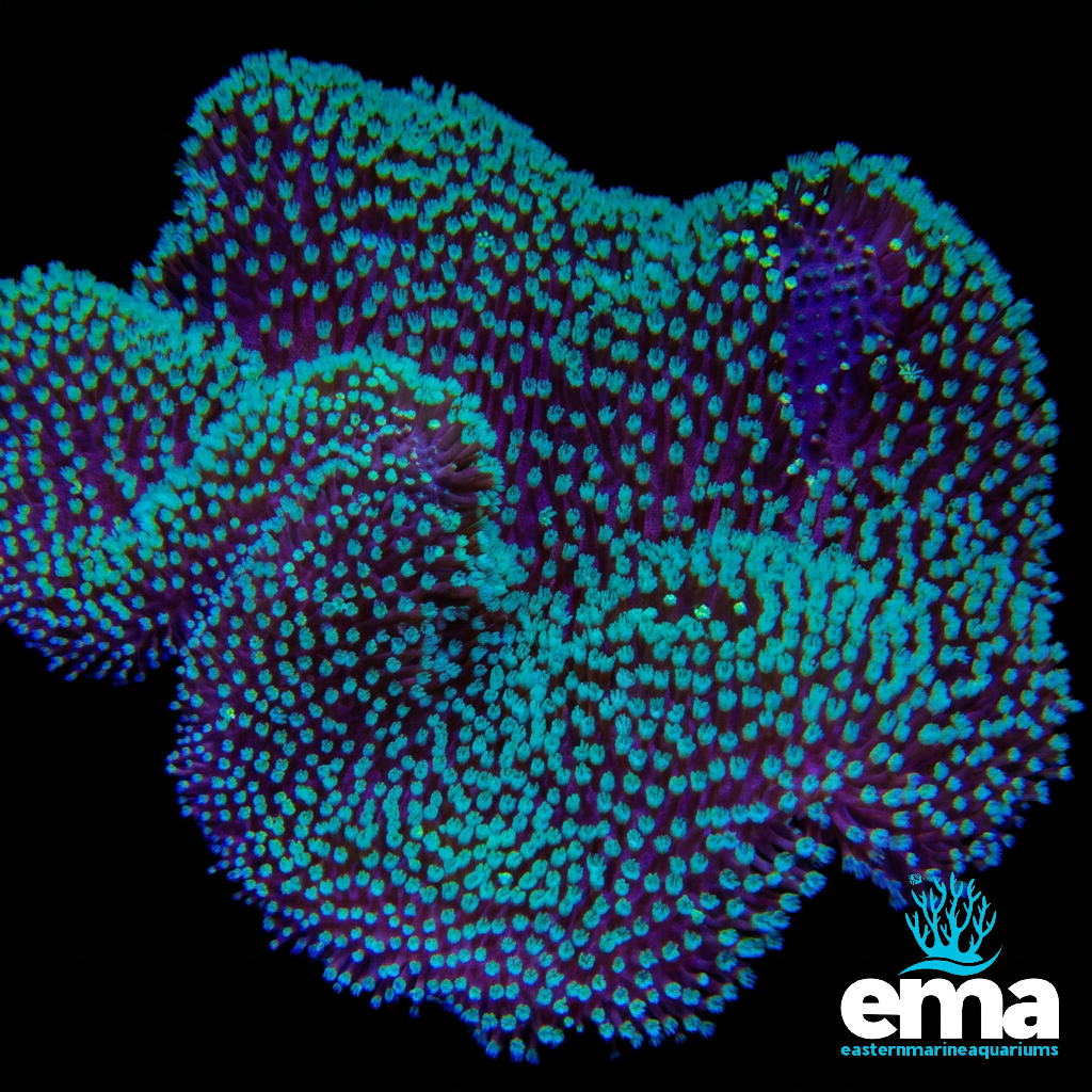 Green Long Tentacle Toadstool Coral