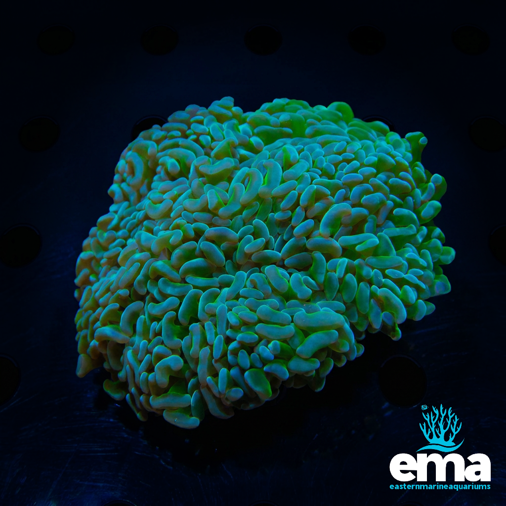 Alien Blood Hammer Coral
