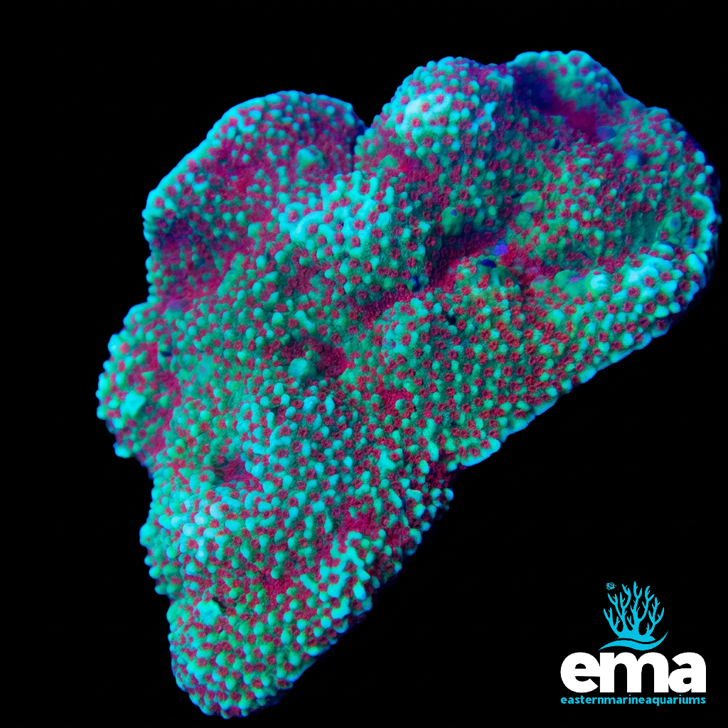 Chili Pepper Montipora