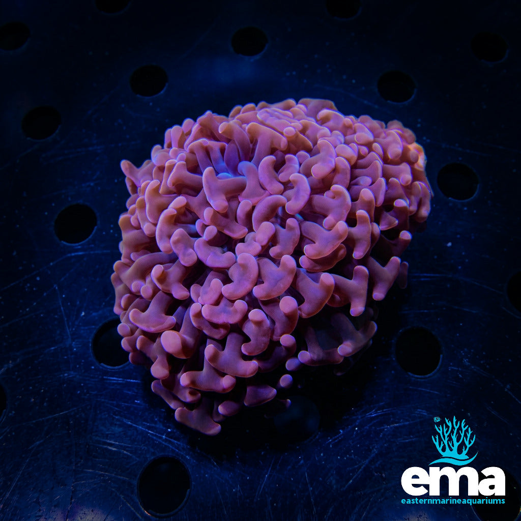 Orange Hammer Coral