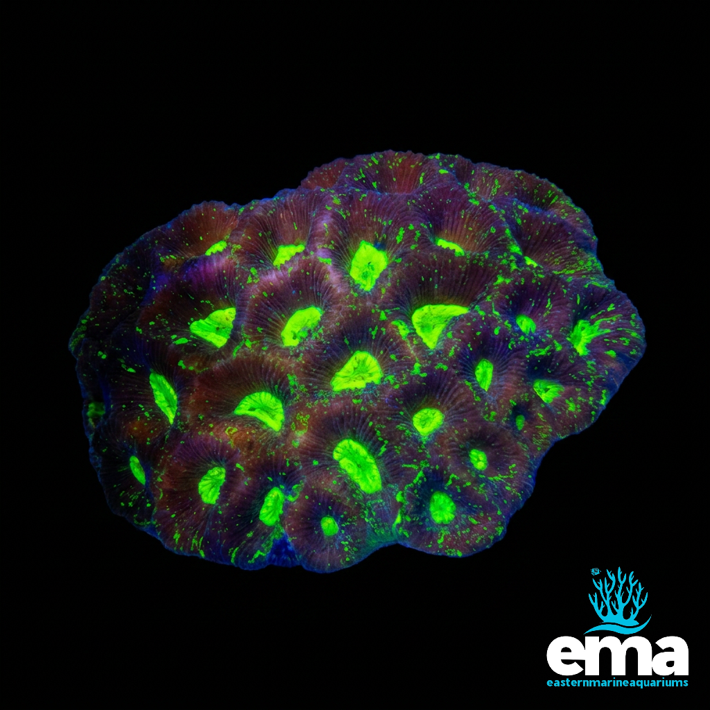 Toxic Green Spallter Goniastrea