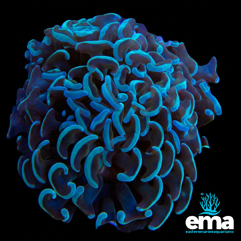 Blue Green Hammer Coral