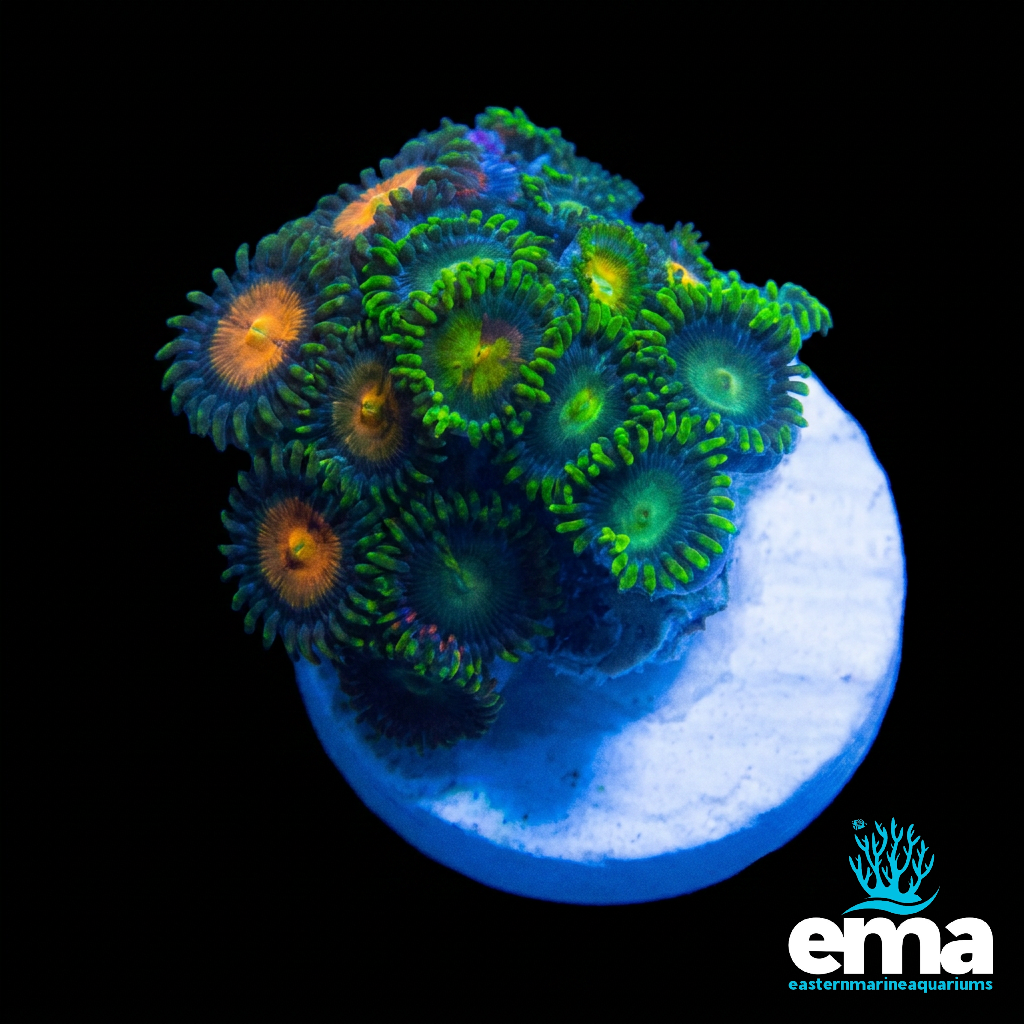 Zoanthid Fragment