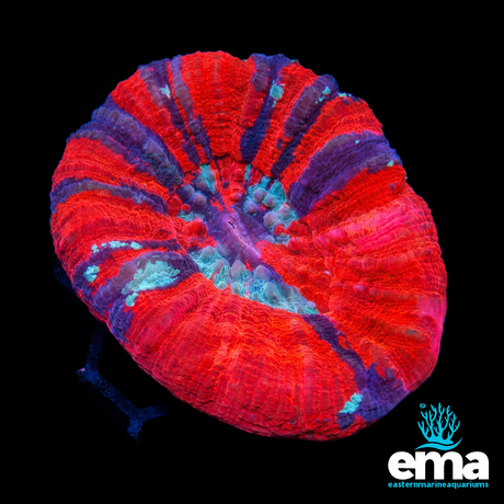 Red Inferno & Teal Australian Scolymia | EasternMarine Aquariums