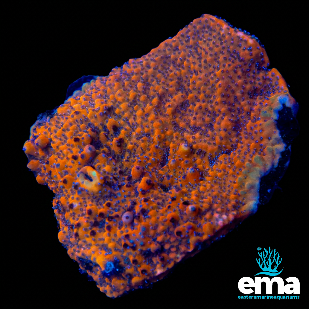 Toxic Orange Montipora