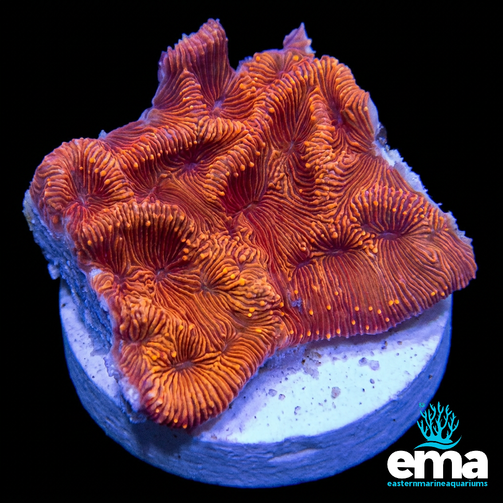 Highlighter Orange Leptoseris Fragment
