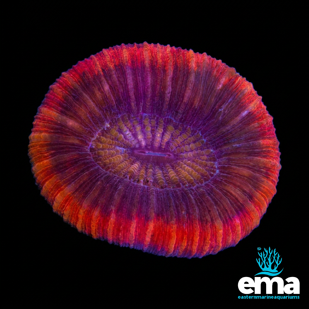 Red Trachyphyllia