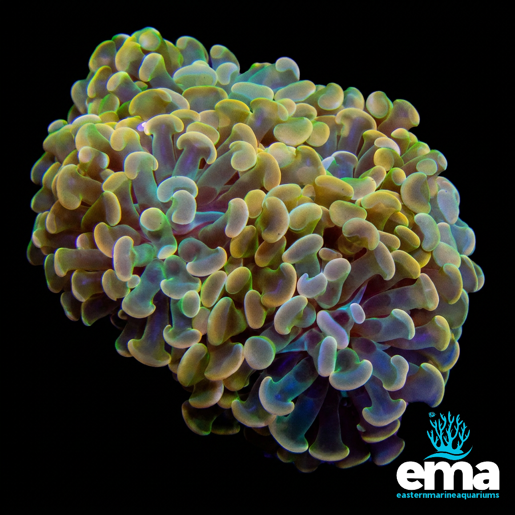 24k Gold & Green Hologram Branching Hammer Coral