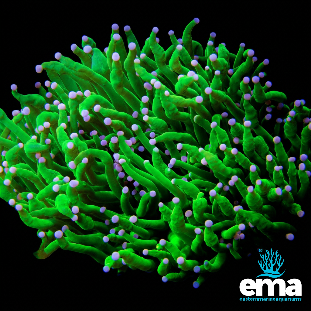 Holy Grail Torch Coral - Single Large Fragment