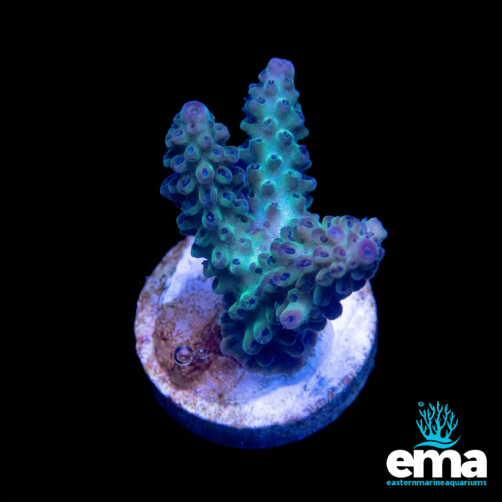 Purple & Green Acropora Fragment