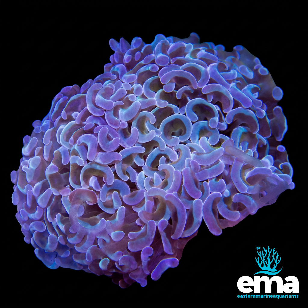 Purple Hammer Coral