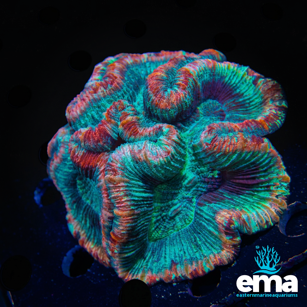 Open Brain Coral