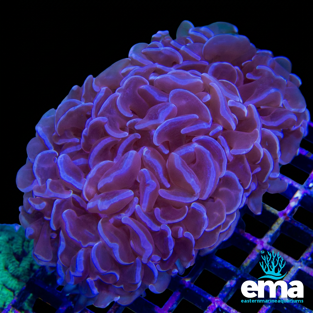 Purple Hammer Coral