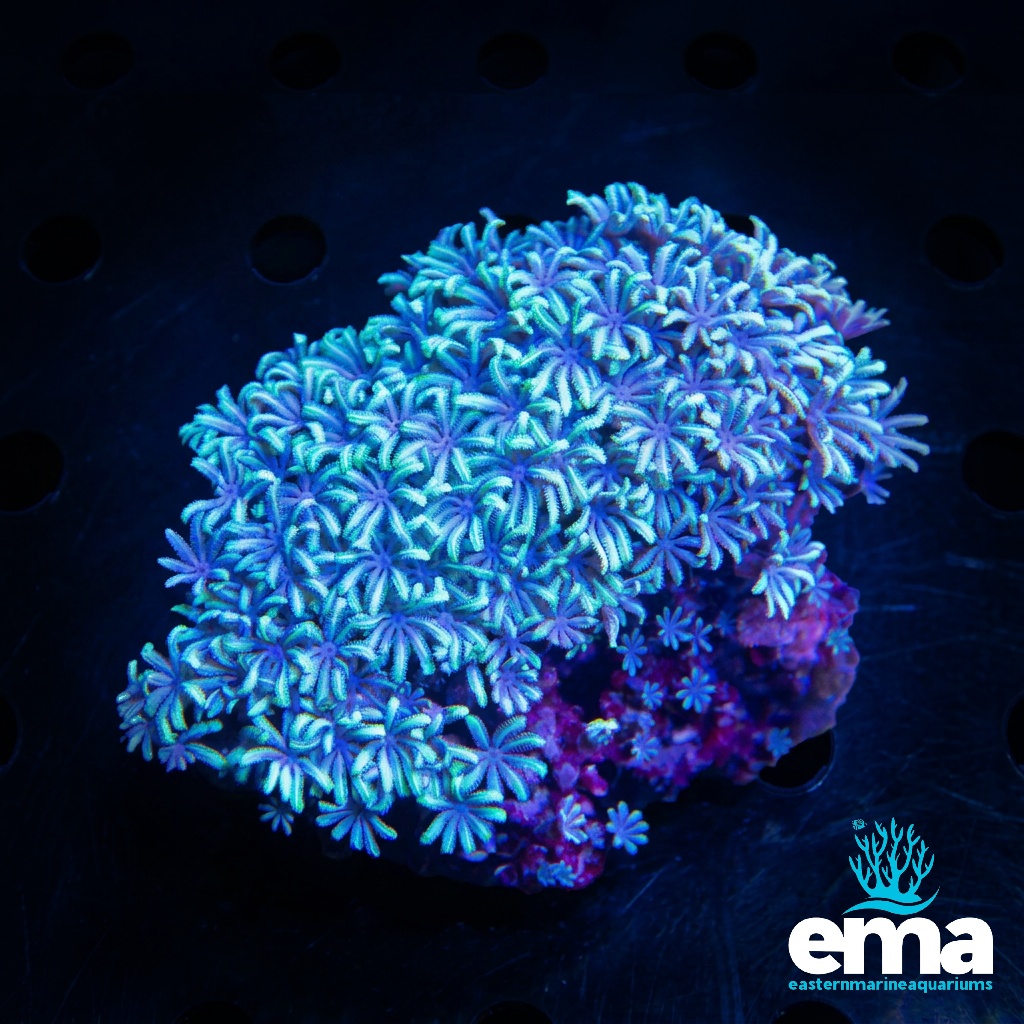 Organ Pipe Coral