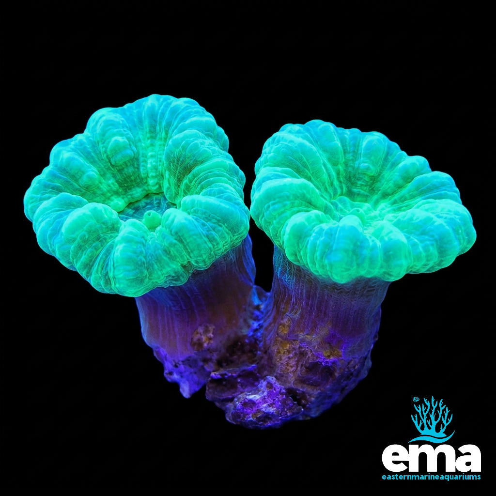 Green Candy Cane Coral Fragment