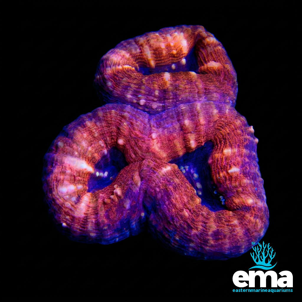 Orange Lobophyllia