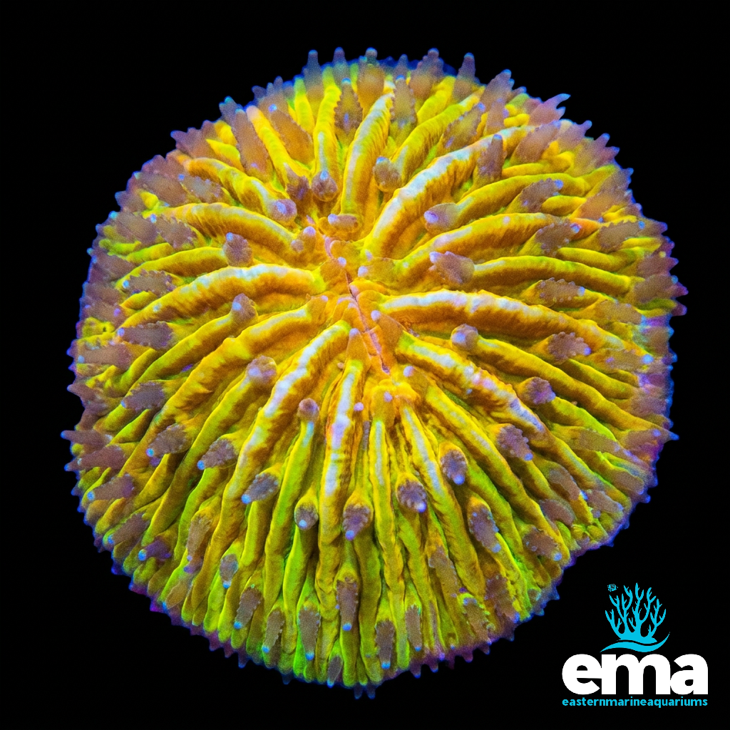 Yellow Small Dome Fungia Coral