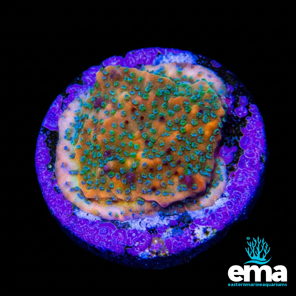 Gold Rush Montipora