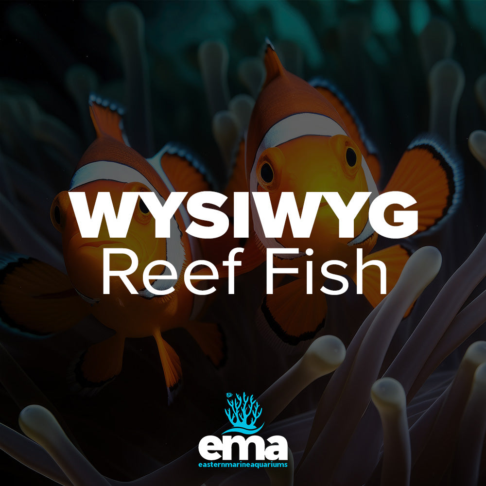 True Wild Percula Clownfish Pair WYSIWYG