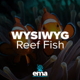 True Wild Percula Clownfish Pair WYSIWYG