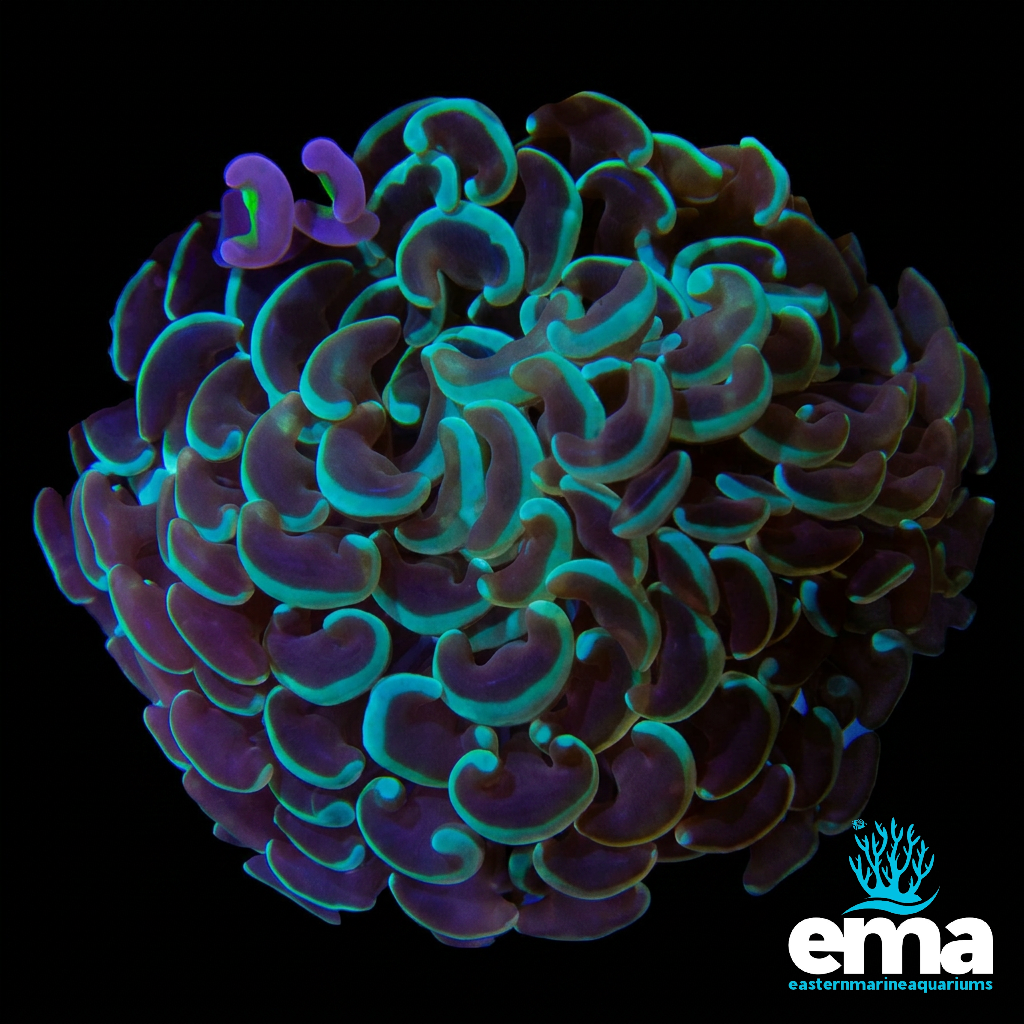 Green Hammer Coral