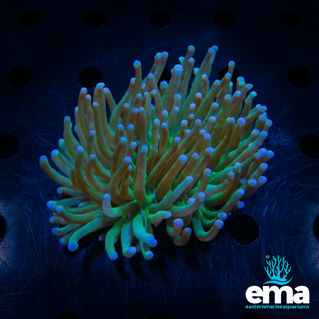 Green Heliofungia Plate Coral