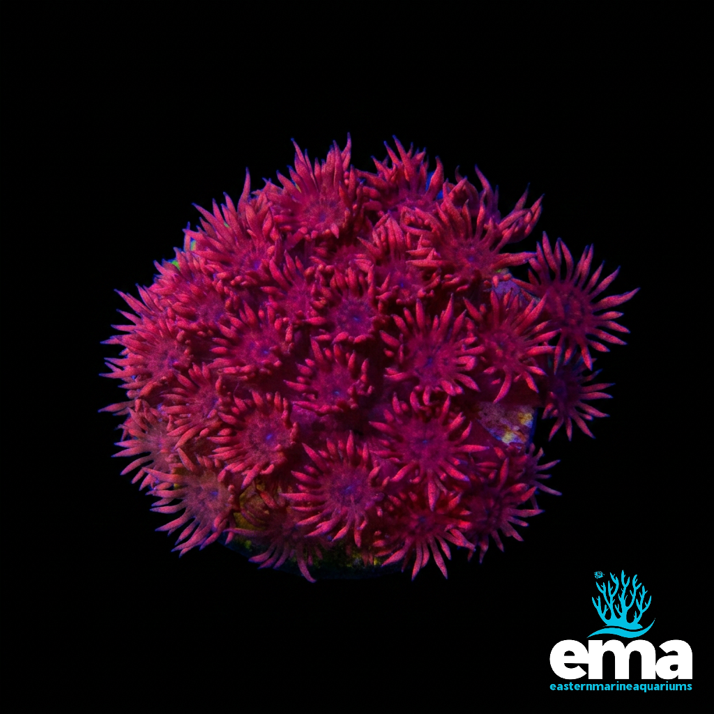 Red Goniopora