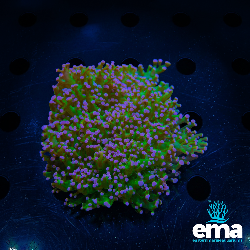 Reverse Frogspawn Coral