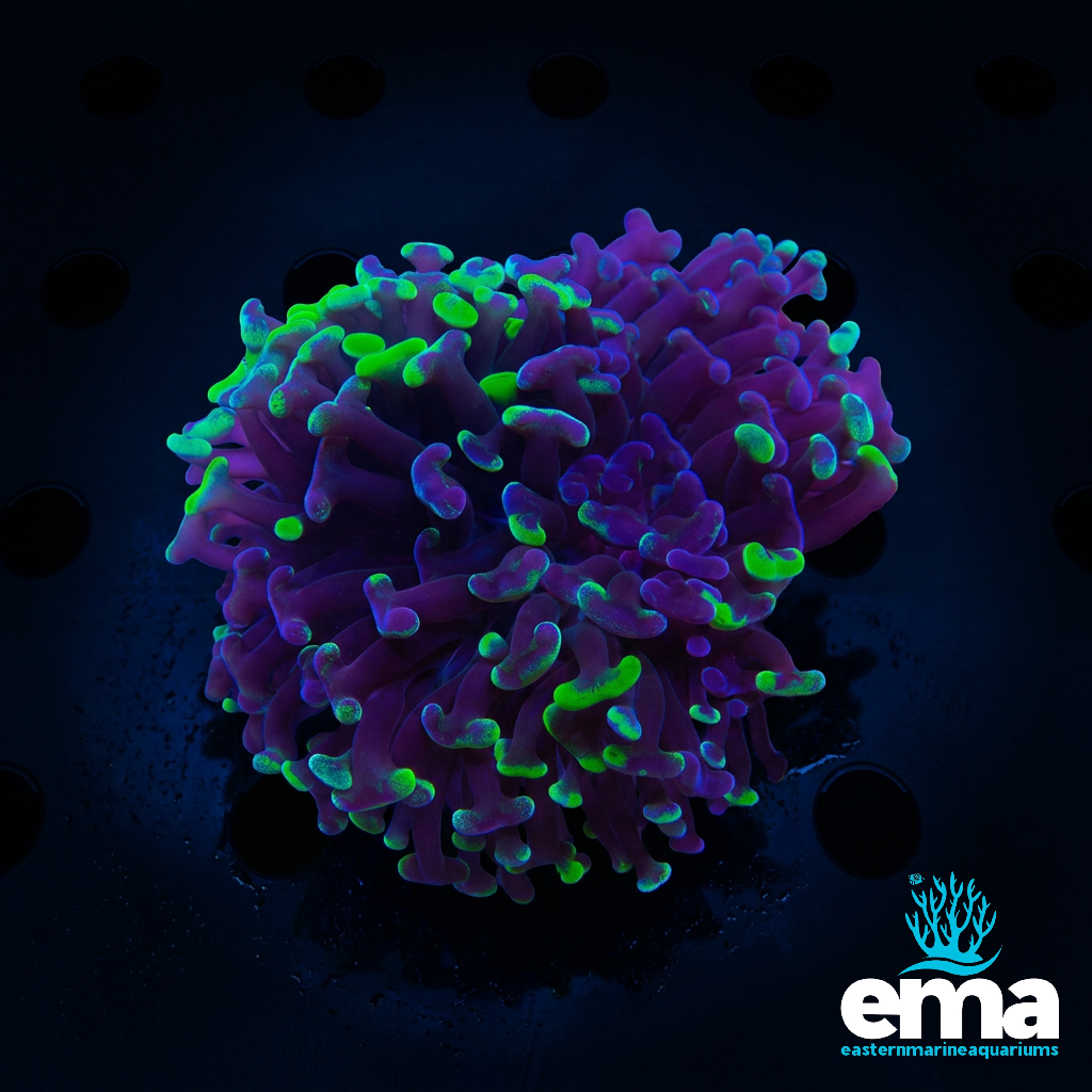 Green Splatter Hammer Coral