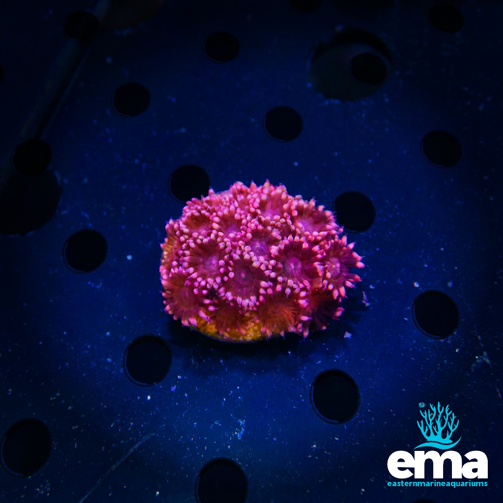 Pink Flowerpot Coral