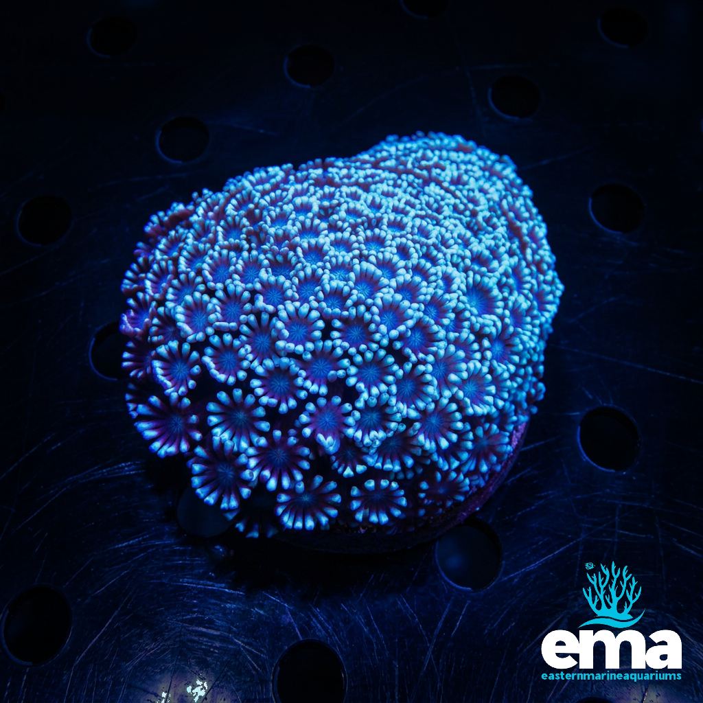 Teal Alveopora Coral