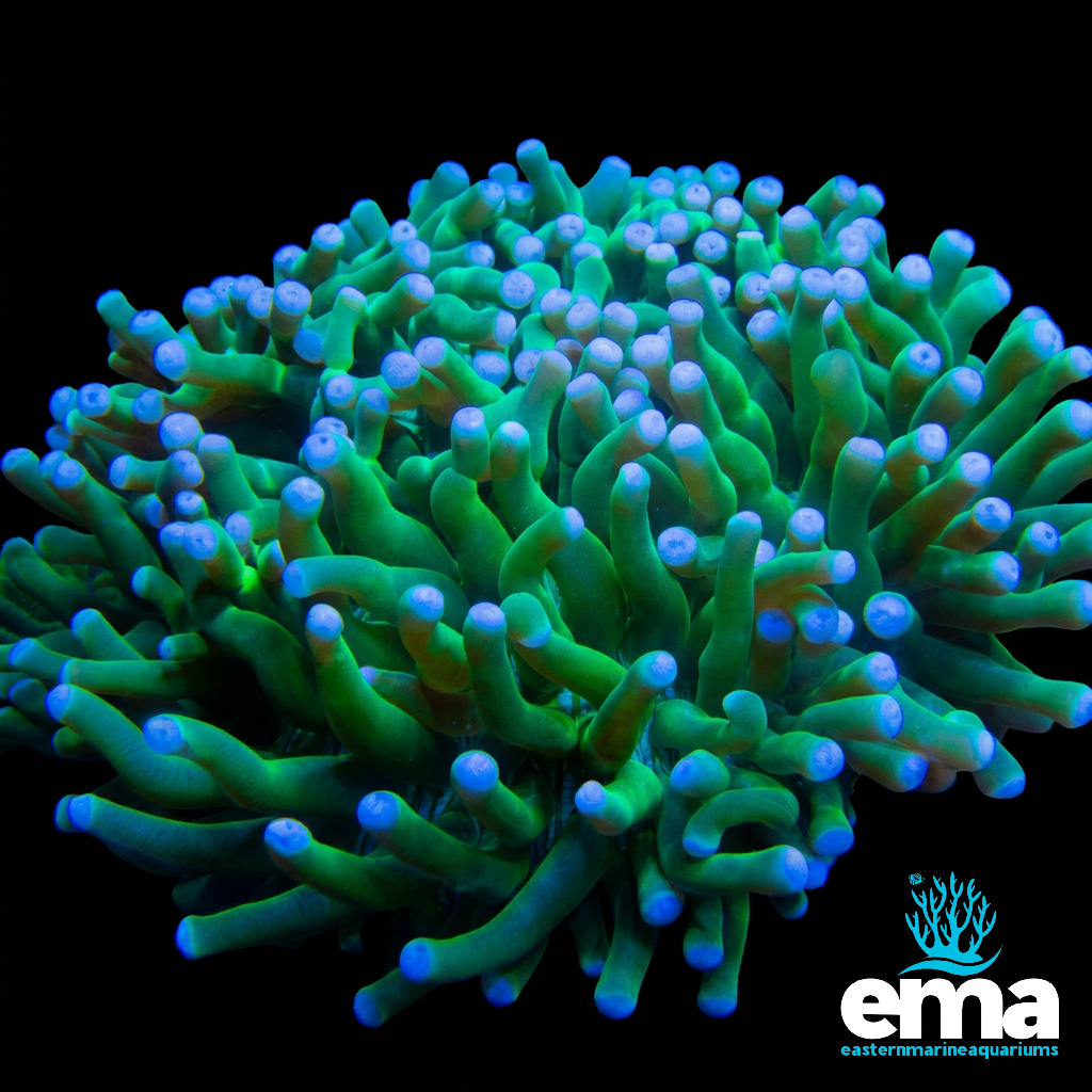 Green Heliofungia Coral