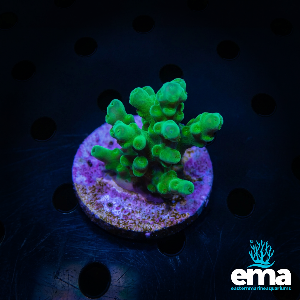Toxic Green Smooth Skin Acropora sp.