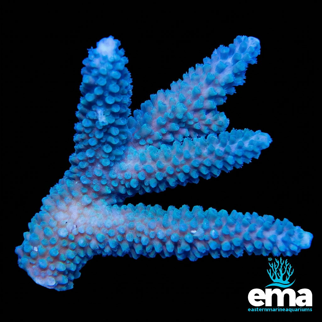 Blue Staghorn