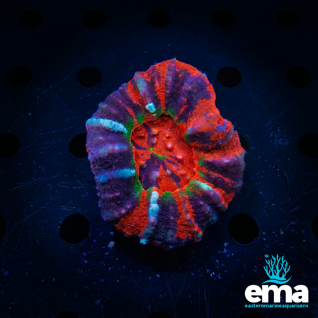 Ultra Grade Scolymia Australis