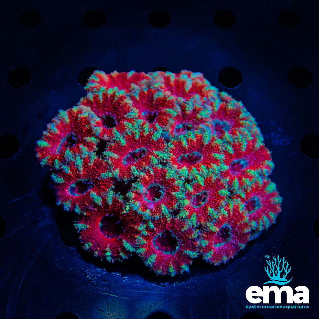 Acan Lord