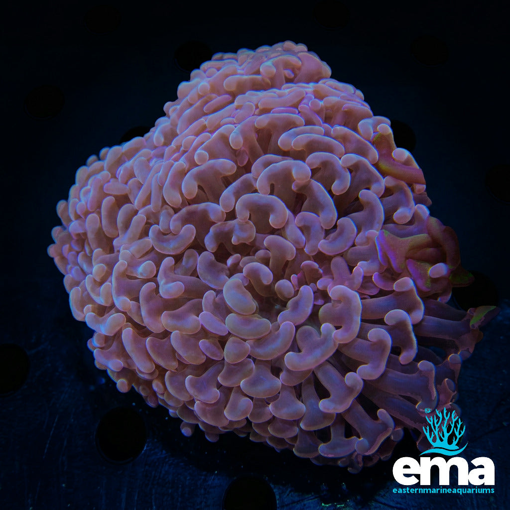 Peach Hammer Coral
