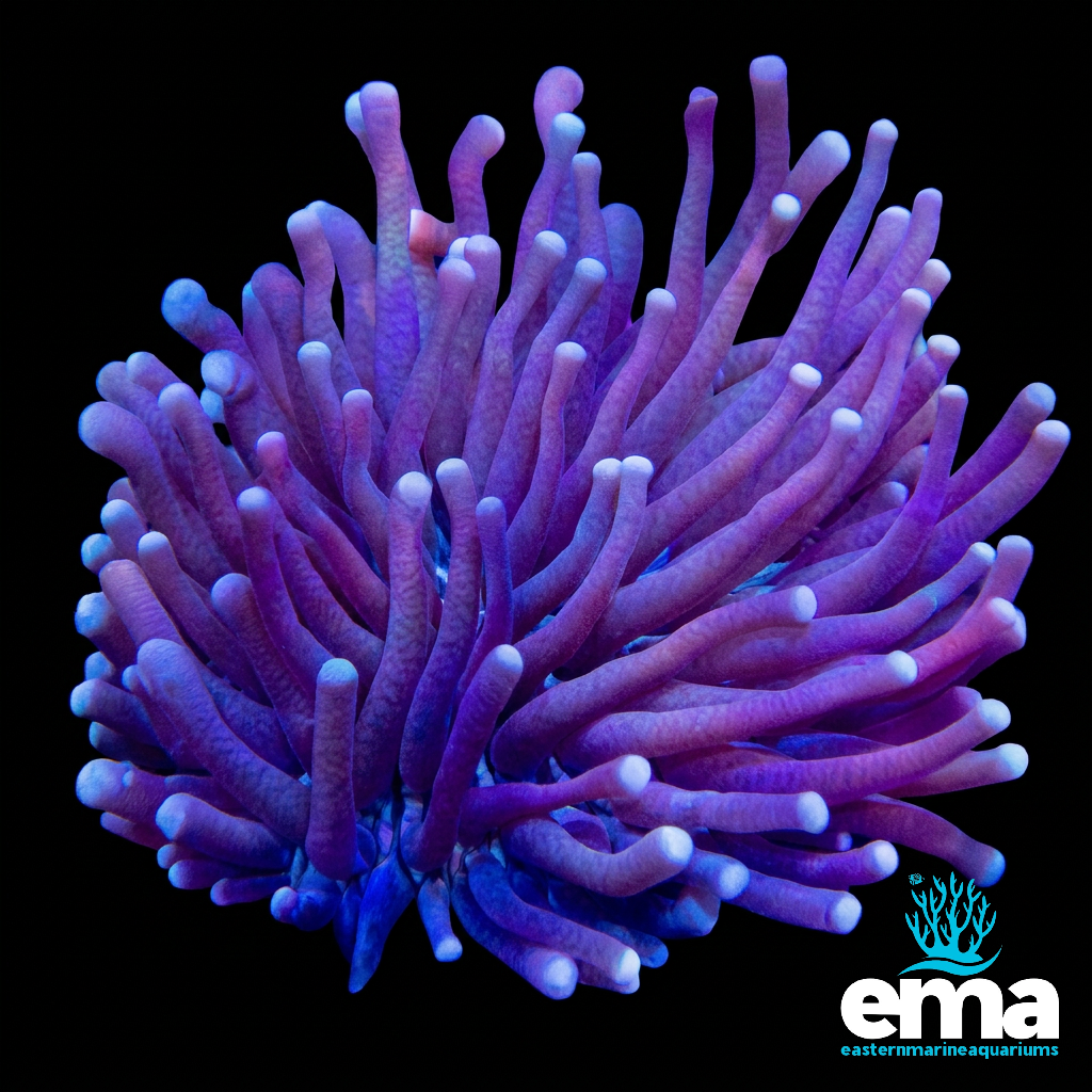 Purple Heliofungia Plate Coral