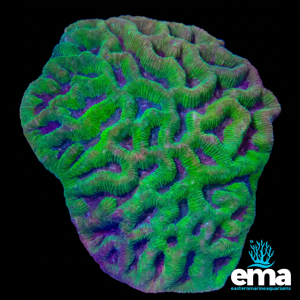 Green Maze Brain Coral