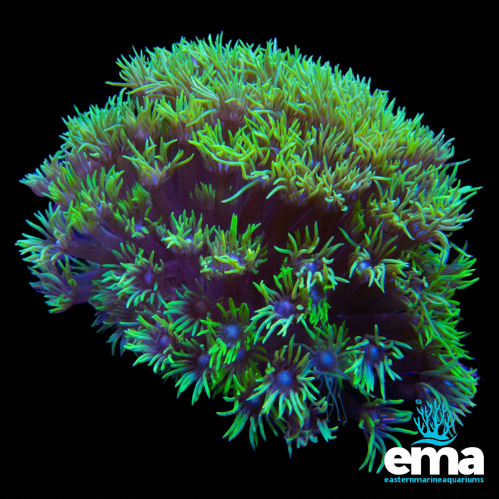 Toxic Green Goniopora