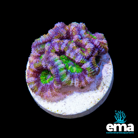 Rainbow Green Mouth Acan Lord Frag | EasternMarine Aquariums