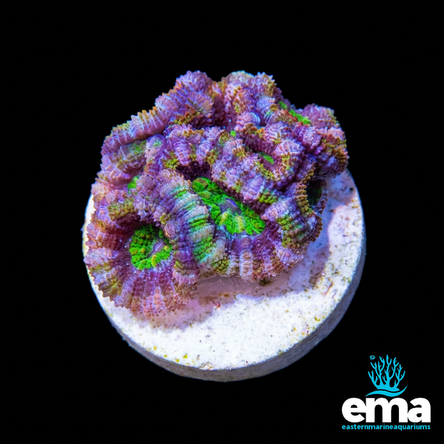 Rainbow Green Mouth Acan Lord Frag | EasternMarine Aquariums