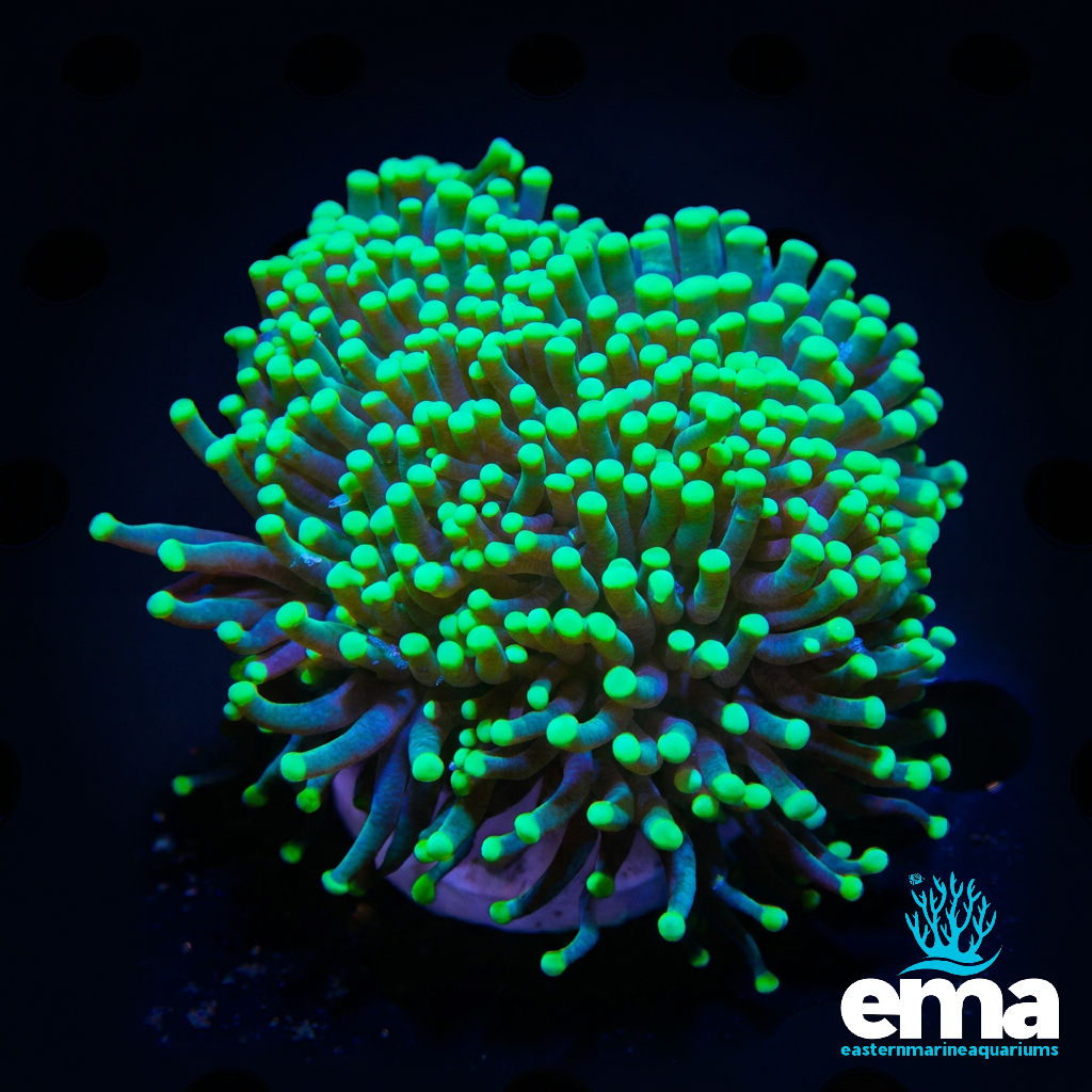 Green Torch Coral