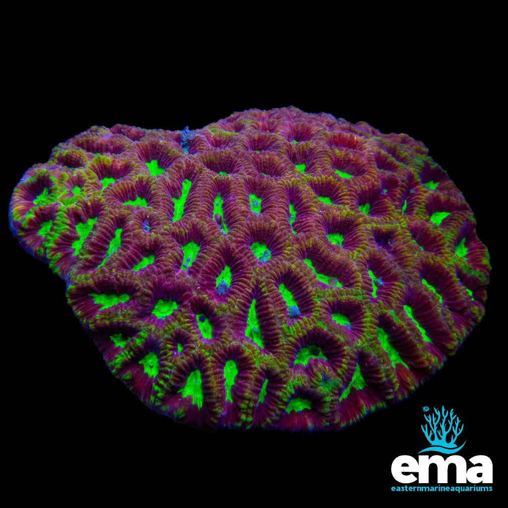 Green Goniastrea