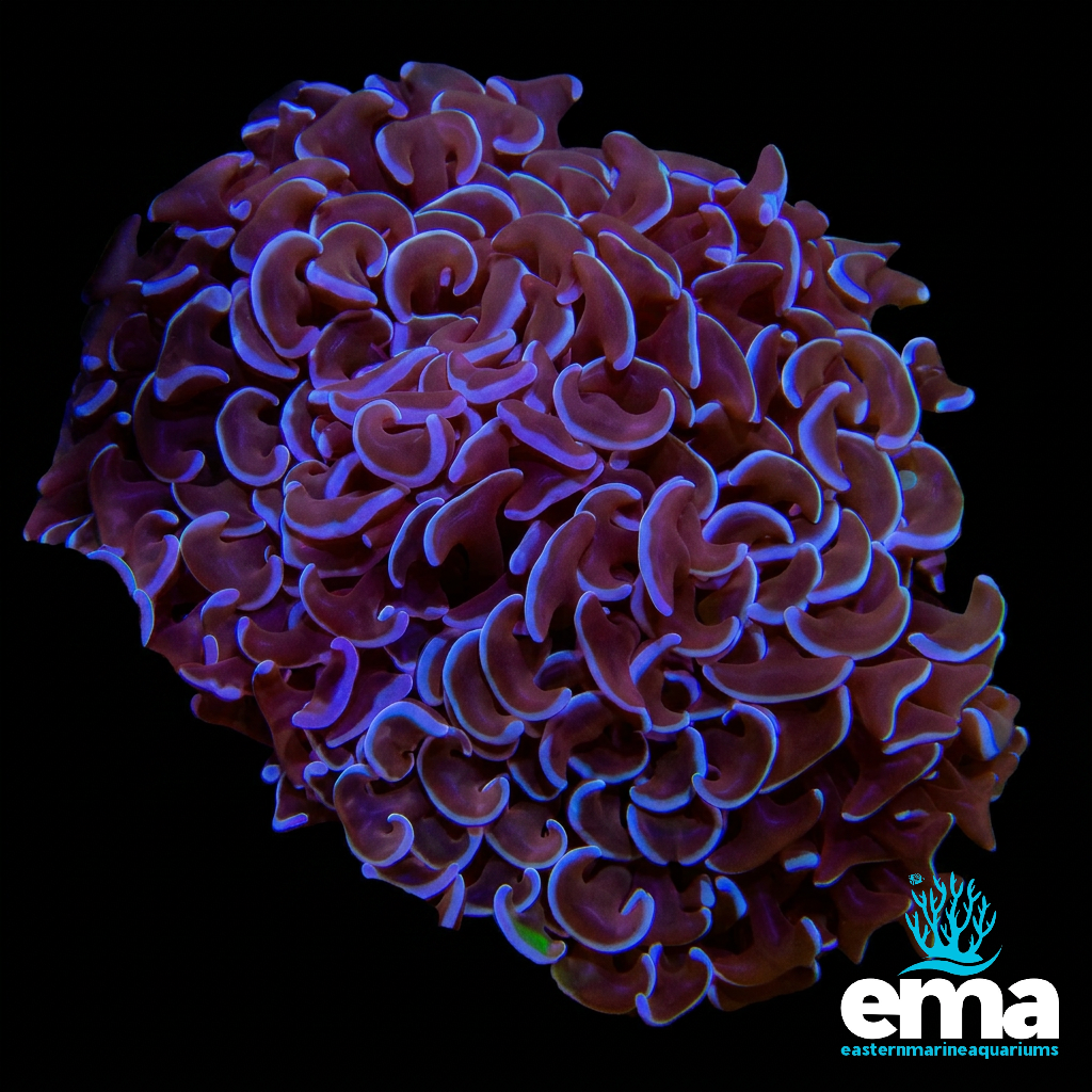 Purple & Gold Hammer Ancora Coral
