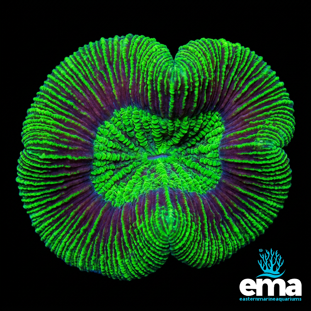 Toxic Green Trachyphyllia