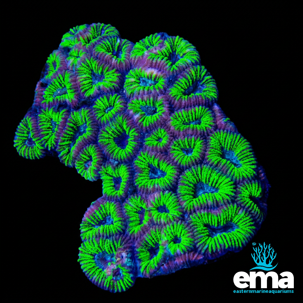 Matrix Favia Coral