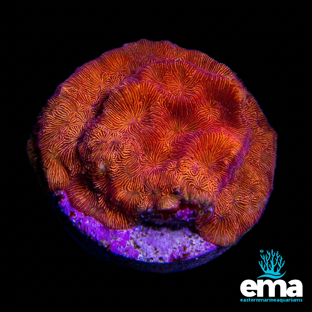 Toxic Orange Leptoseris
