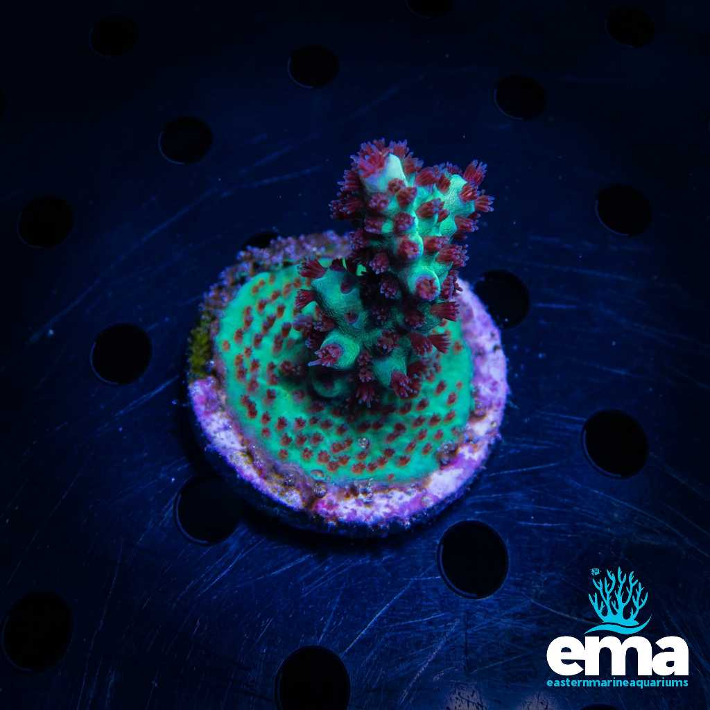 Acropora sp.